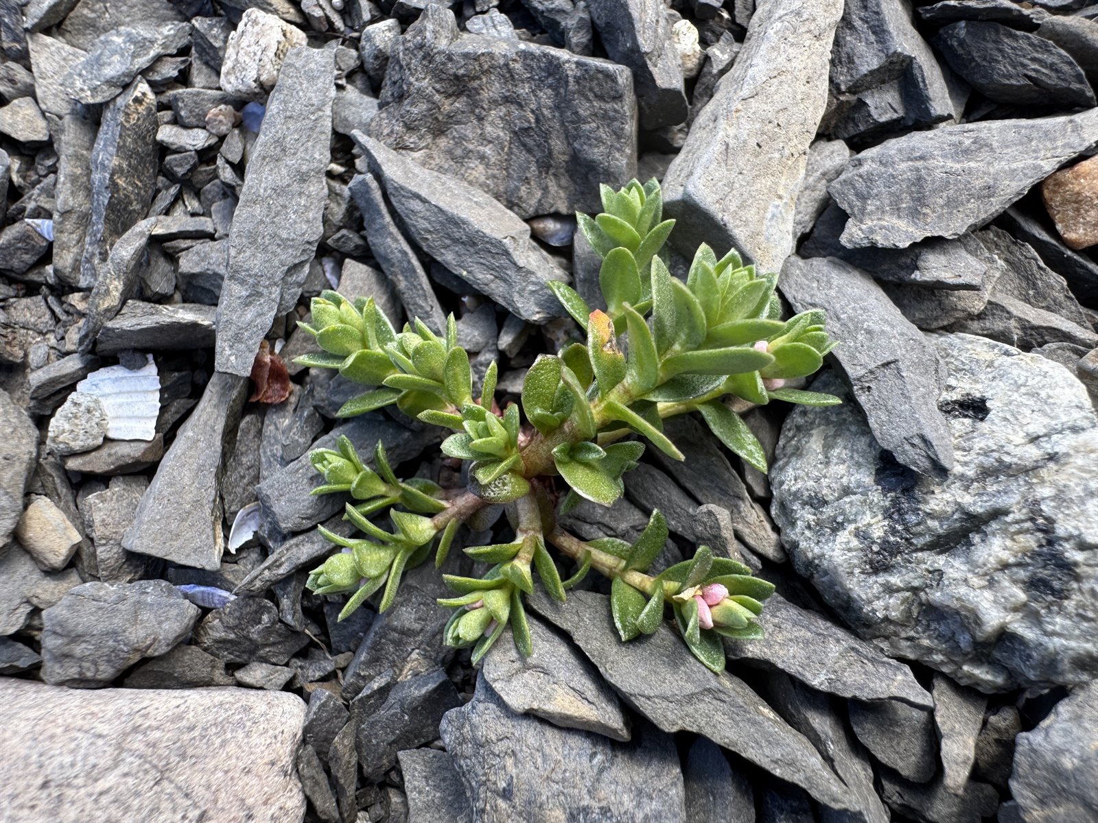 Lysimachia maritima (Sea Milkwort) (alternate view 13)