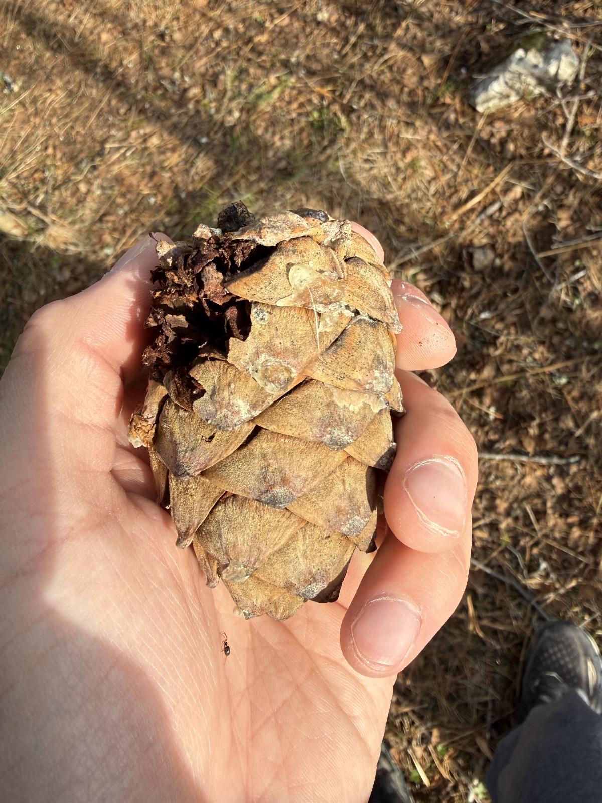 Pinus cembra (Swiss stone pine) (alternate view 2)