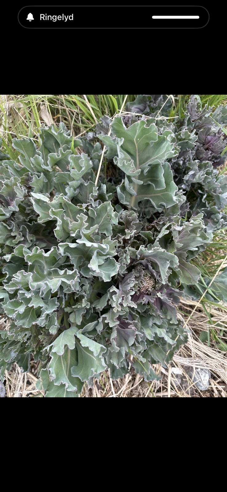 Crambe maritima (Sea Kale) (alternate view 13)