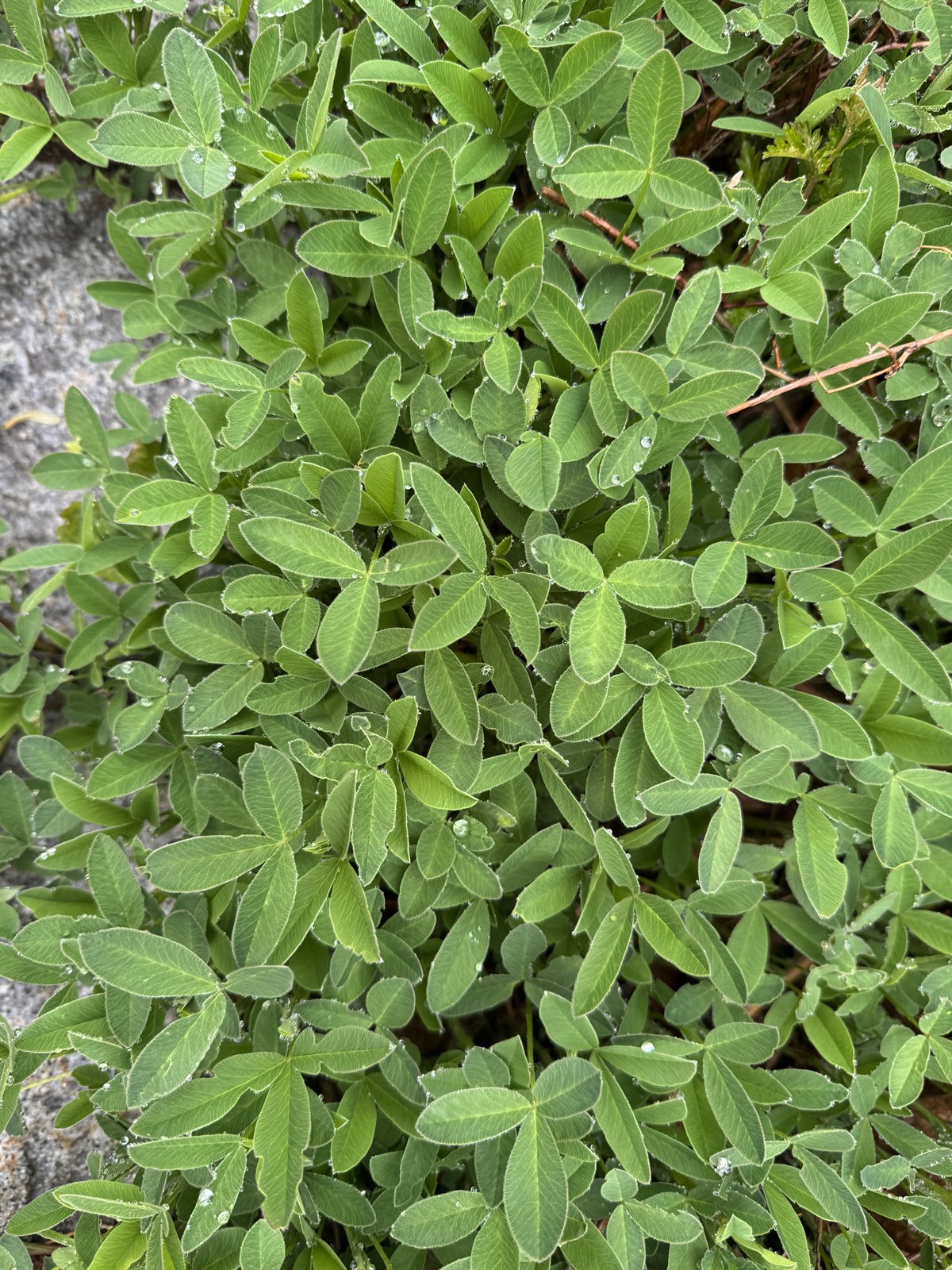 Trifolium medium (Zigzag Clover) (alternate view 11)