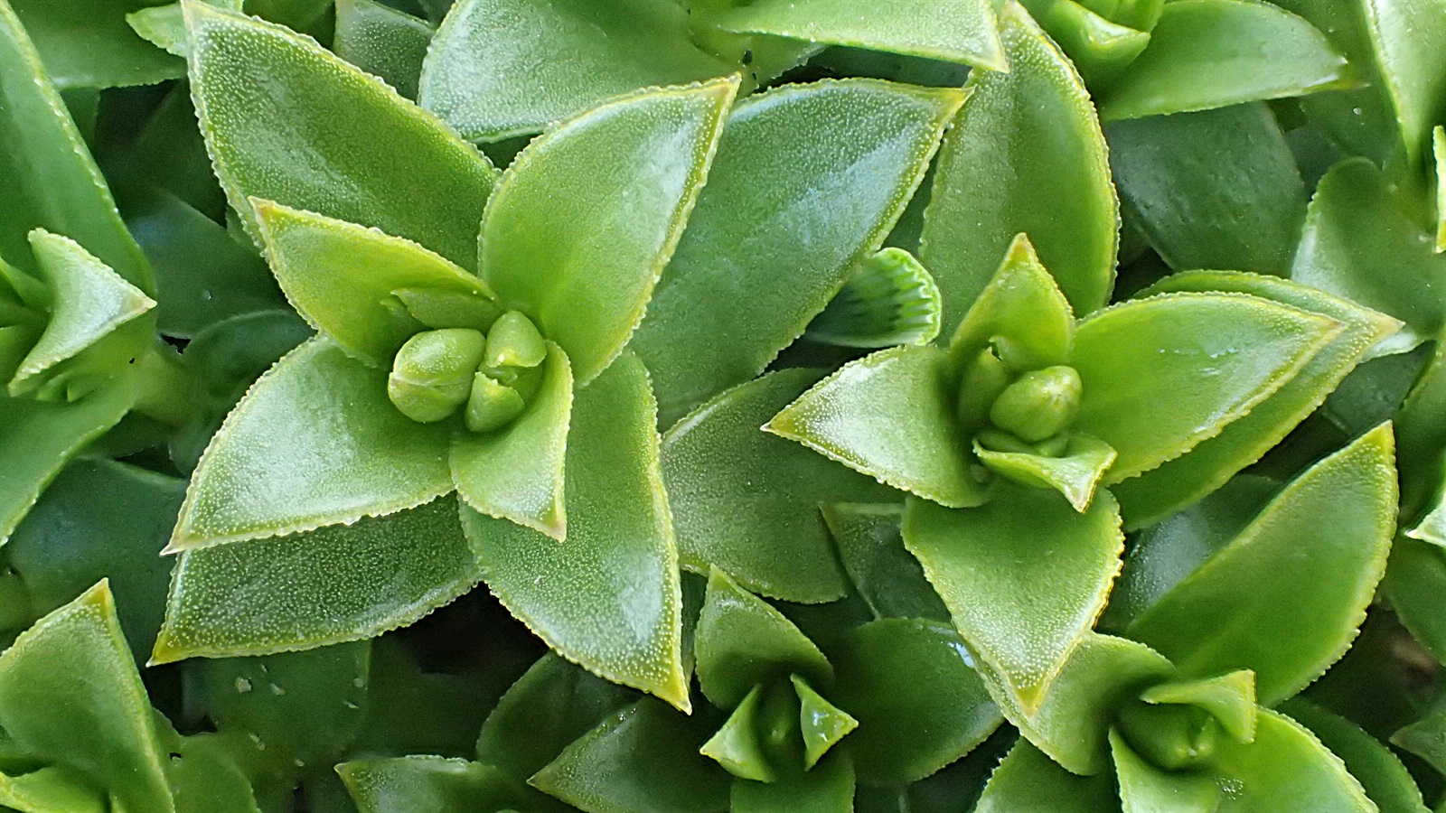 Honckenya peploides (Sea Sandwort) (alternate view 15)