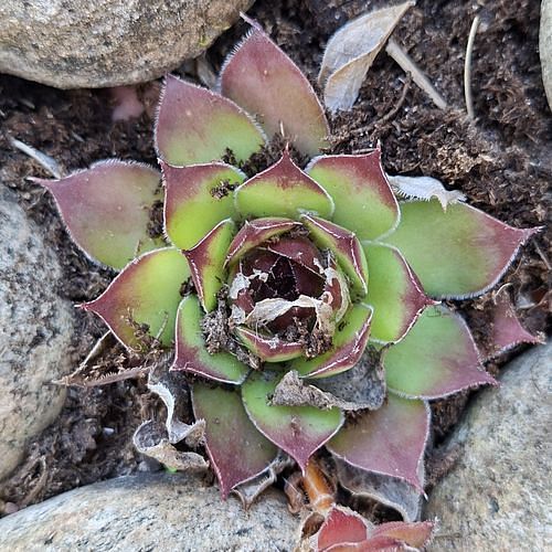 Sempervivum tectorum (Hens and Chicks)