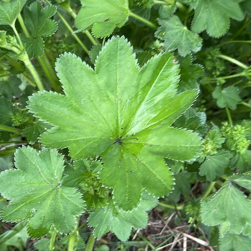 Alchemilla vulgaris (Lady's-mantle) (alternate view 11)