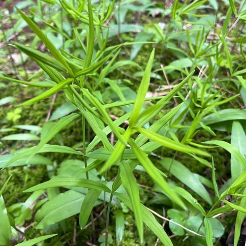 Polygonatum verticillatum