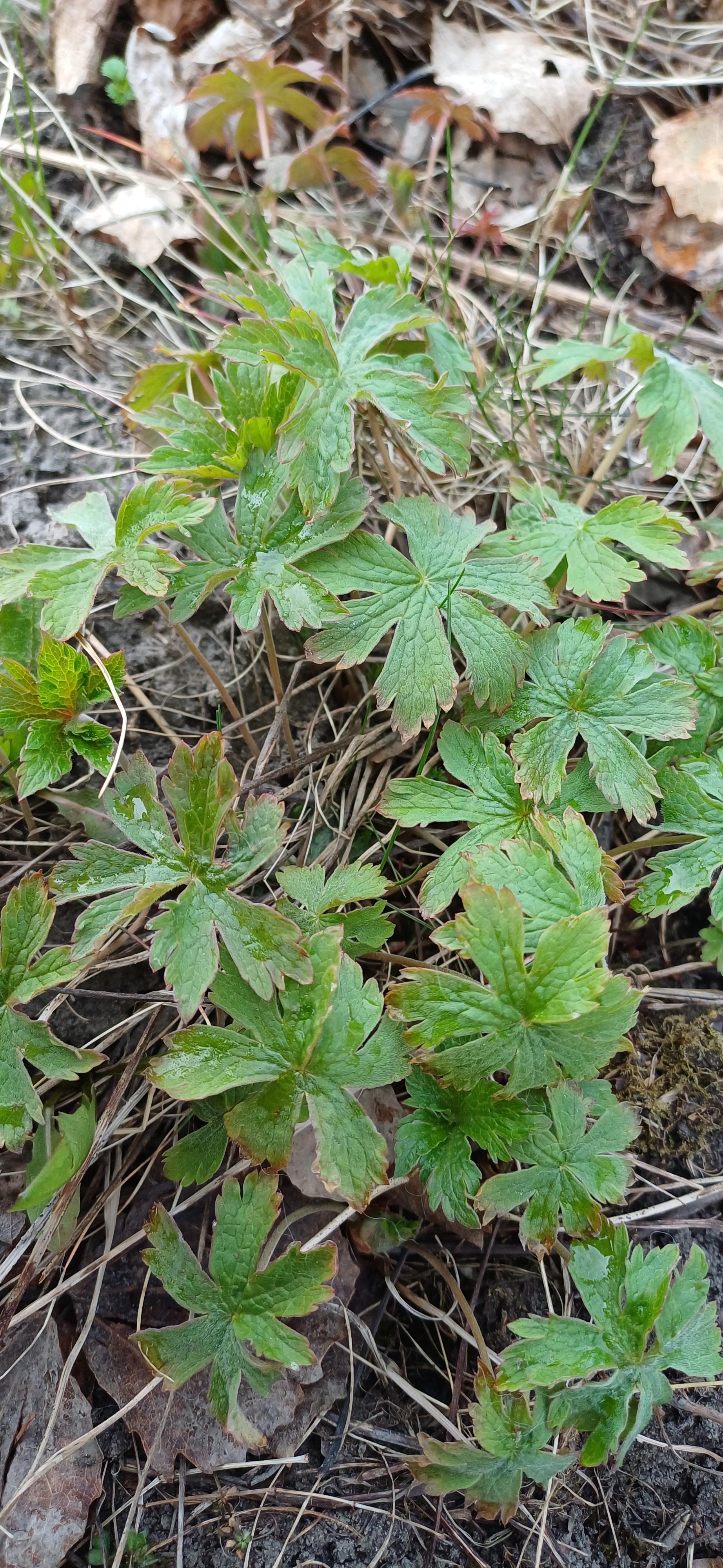 Geranium sylvaticum (wood crane's-bill) (alternate view 14)
