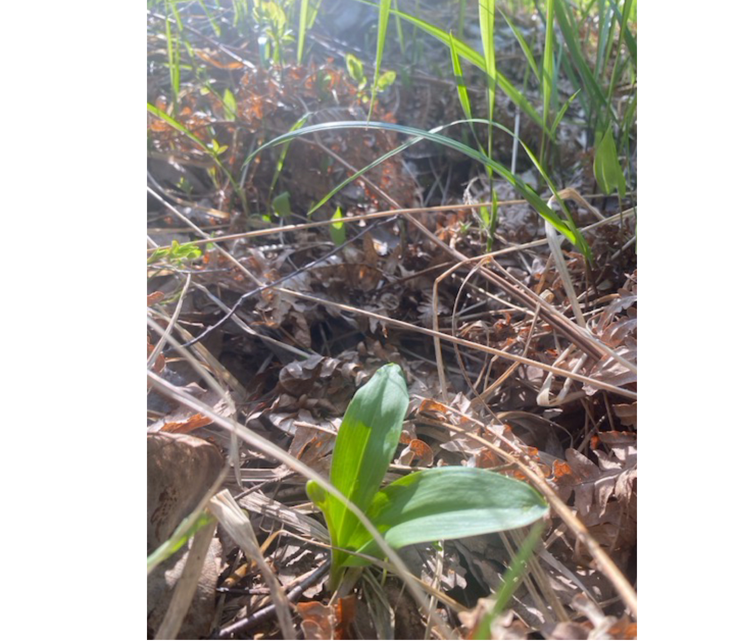 Platanthera (Bog Orchids)