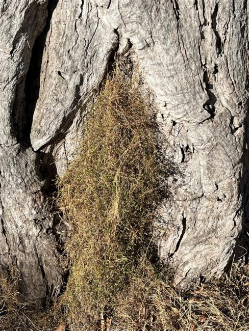 Chenopodium nutans (Climbing saltbush) (alternate view 12)