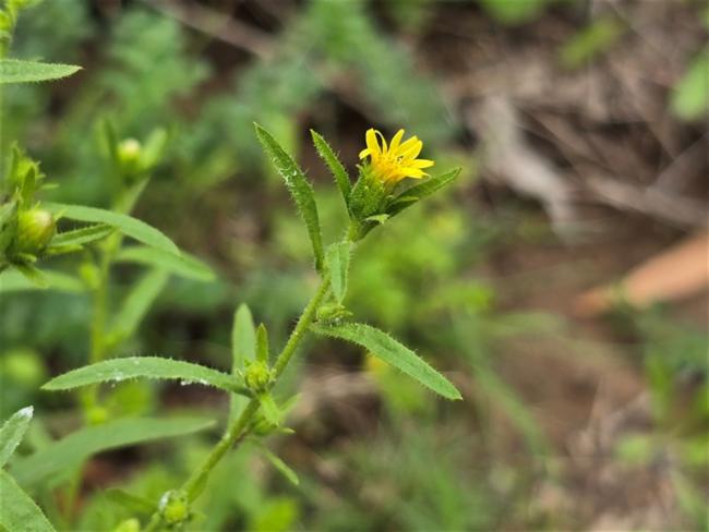 Dittrichia graveolens (Stinkwort) (alternate view 11)