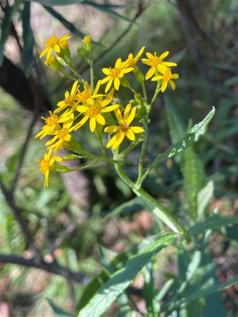 Senecio linearifolius (fireweed groundsel) (alternate view 11)