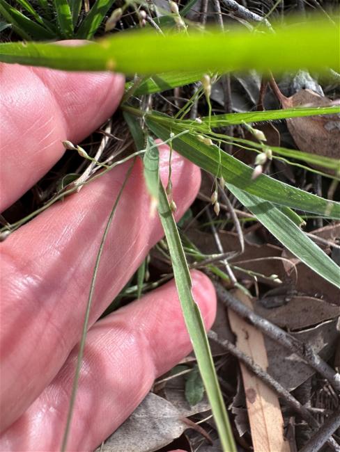 Panicum (panicgrasses)