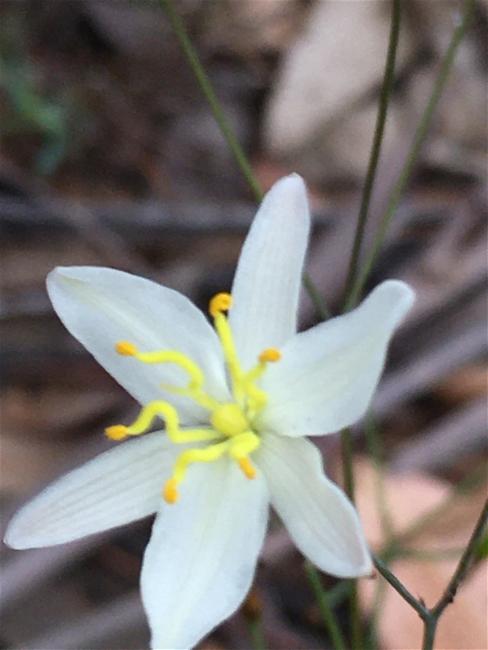 Thelionema caespitosum (Tufted Blue Lily) (alternate view 11)