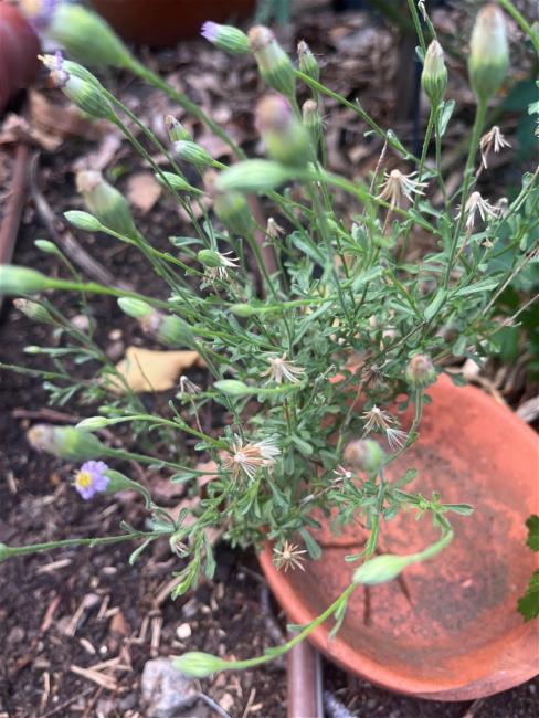 Vittadinia cuneata (Purple Fuzzweed) (alternate view 12)