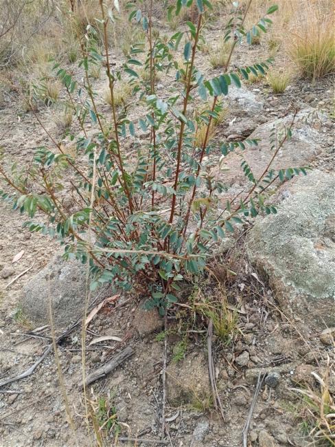 Indigofera australis (Australian Indigo) (alternate view 12)