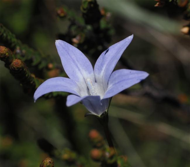 Wahlenbergia (Capebells)