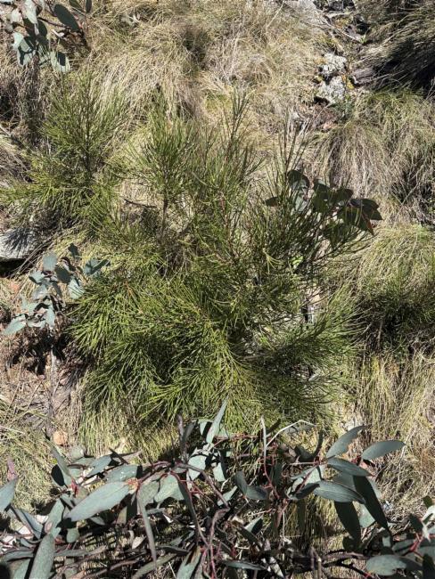 Hakea lissosperma (Mountain Needlewood) (alternate view 11)