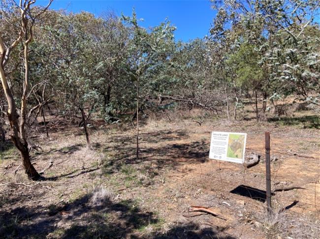 Acacia baileyana (Cootamundra wattle) (alternate view 10)