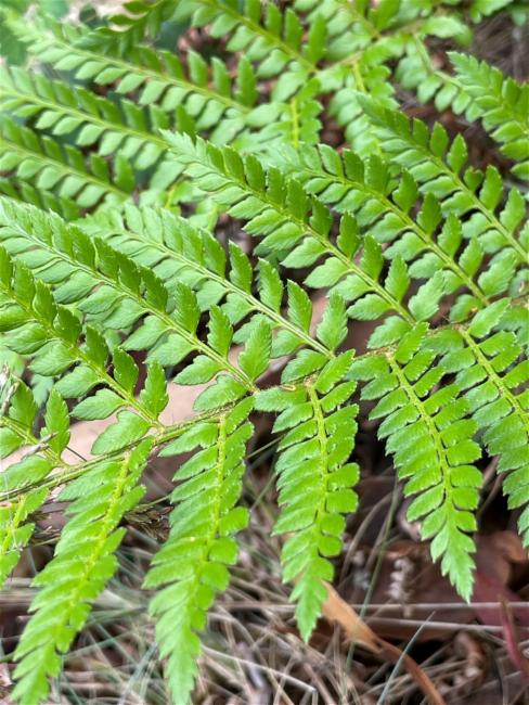 Polystichum proliferum (mother shield-fern) (alternate view 10)