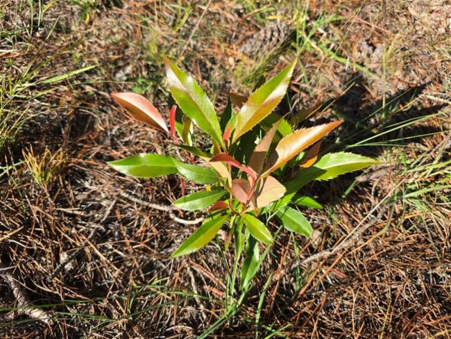 Photinia serratifolia (Chinese Photinia) (alternate view 11)
