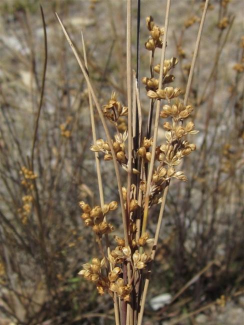 Juncus usitatus (australian rush) (alternate view 12)