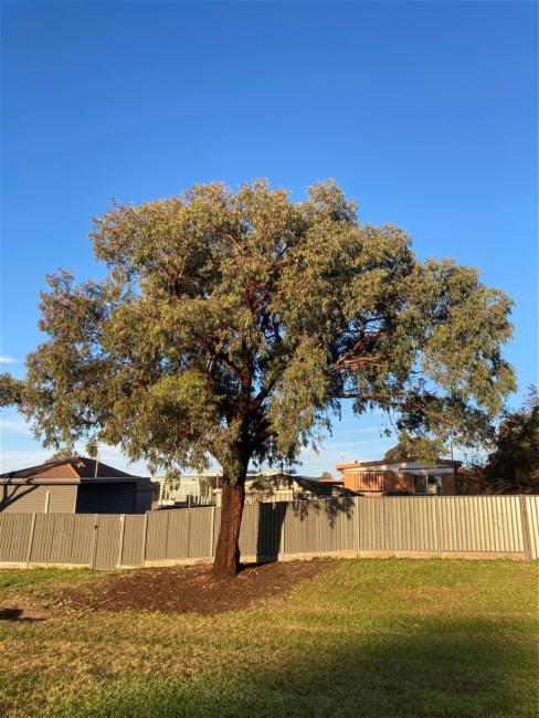 Eucalyptus sideroxylon (Red Ironbark) (alternate view 10)