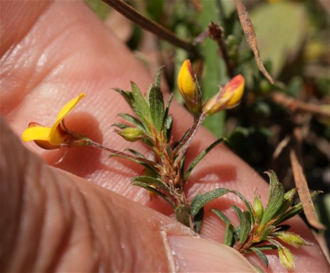 Pultenaea pedunculata (matted bush-pea) (alternate view 10)