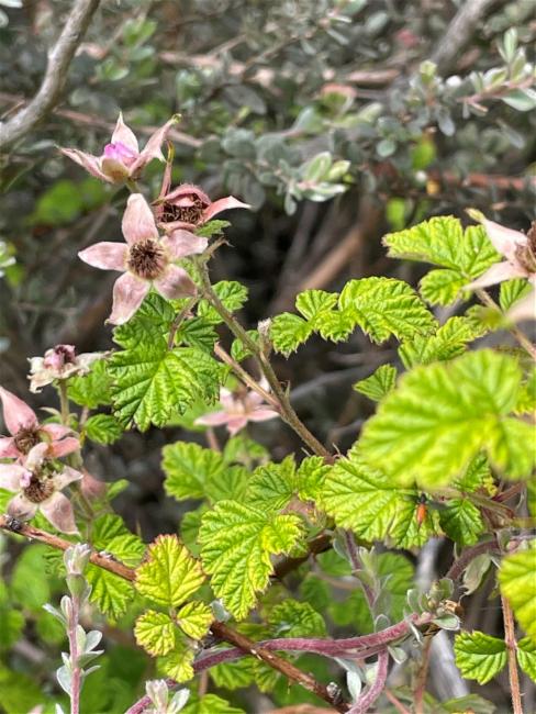 Rubus parvifolius (small-leaf bramble) (alternate view 13)