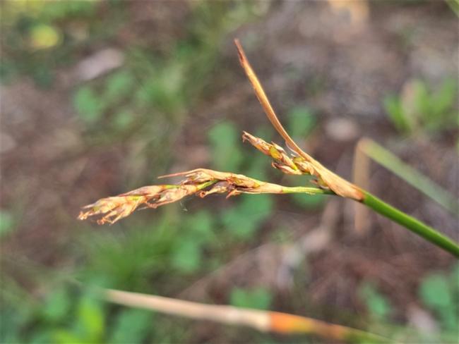 Lepidosperma laterale (variable sword-sedge) (alternate view 9)
