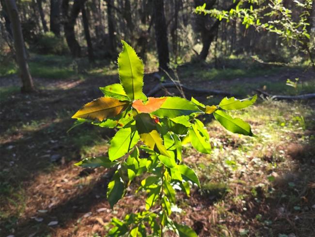 Photinia serratifolia (Chinese Photinia) (alternate view 13)