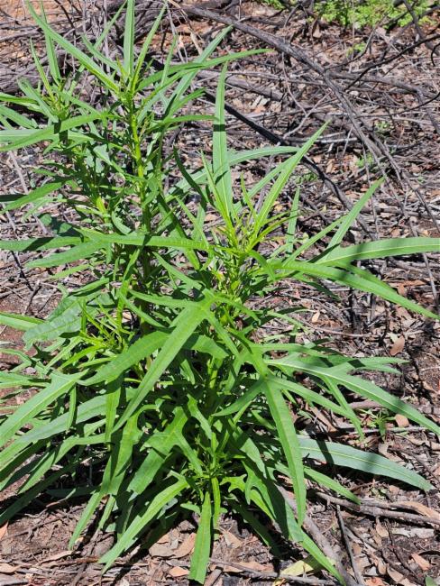 Solanum aviculare (New Zealand nightshade) (alternate view 11)