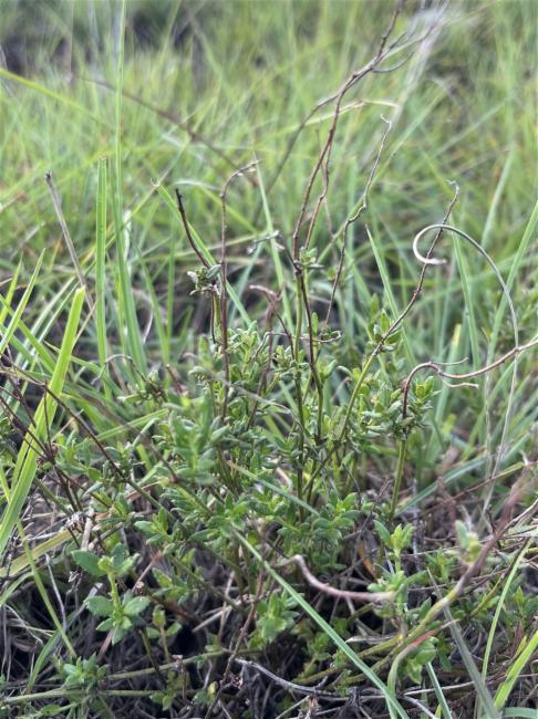 Gonocarpus tetragynus (Common Raspwort) (alternate view 12)