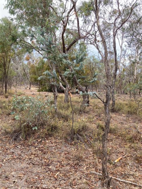Acacia baileyana (Cootamundra wattle) (alternate view 11)