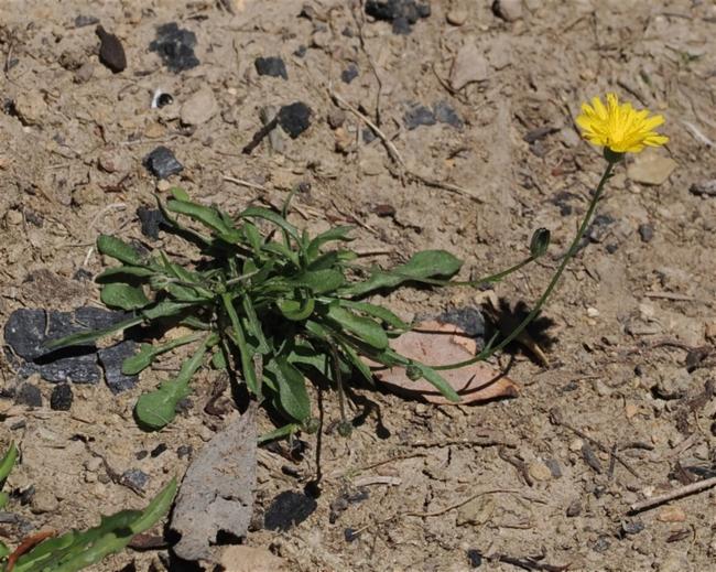 Hypochaeris glabra (Smooth Cat's Ear) (alternate view 10)