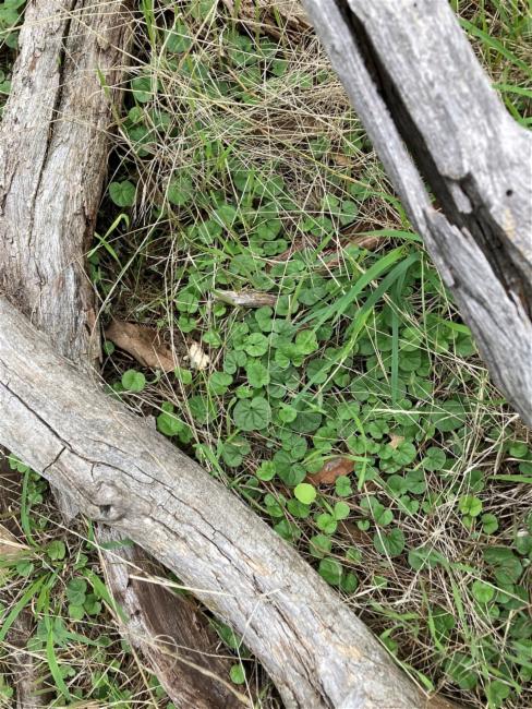Hydrocotyle laxiflora (Stinking Pennywort) (alternate view 12)