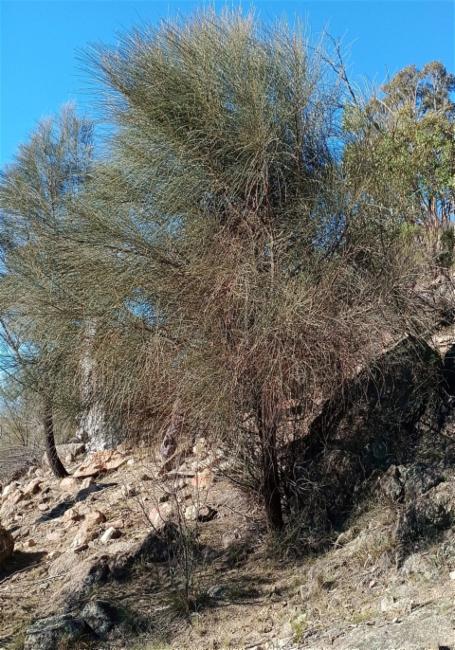 Allocasuarina verticillata (Drooping She-oak) (alternate view 12)