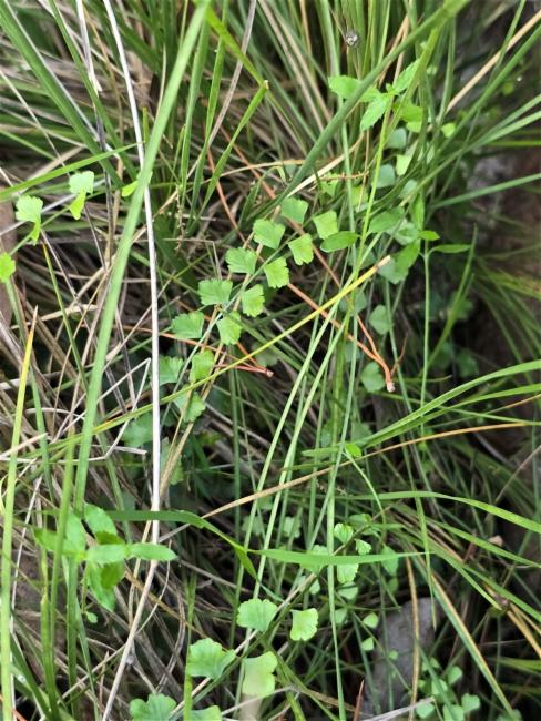 Asplenium flabellifolium (Necklace Fern) (alternate view 9)