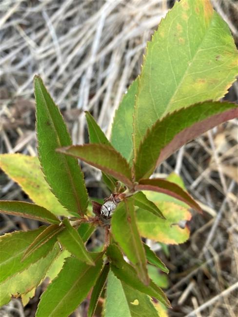 Photinia serratifolia (Chinese Photinia) (alternate view 10)