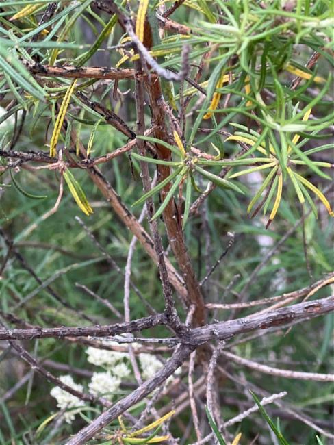 Cassinia longifolia (Shiny Cassinia) (alternate view 11)