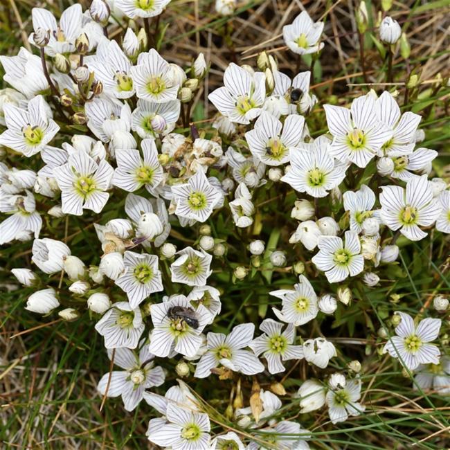 Gentianella (dwarf gentians)