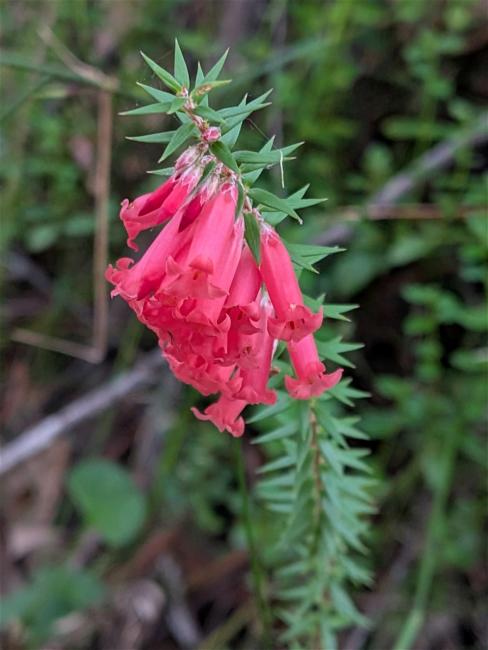 Epacris impressa (Common Heath) (alternate view 11)