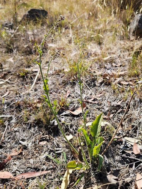 Hackelia suaveolens (sweet hound's-tongue) (alternate view 12)