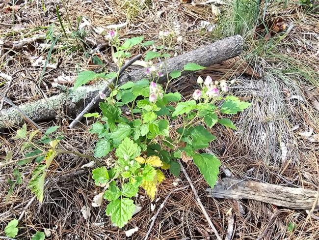 Rubus parvifolius (small-leaf bramble) (alternate view 12)