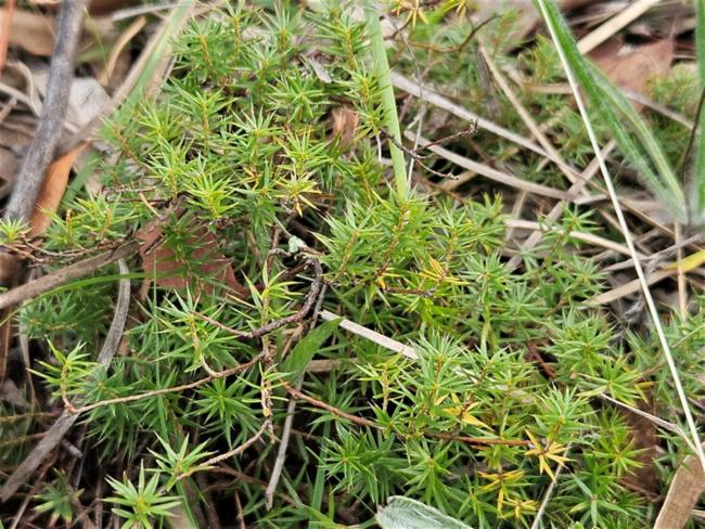 Acrotriche serrulata (Honey-pots) (alternate view 9)