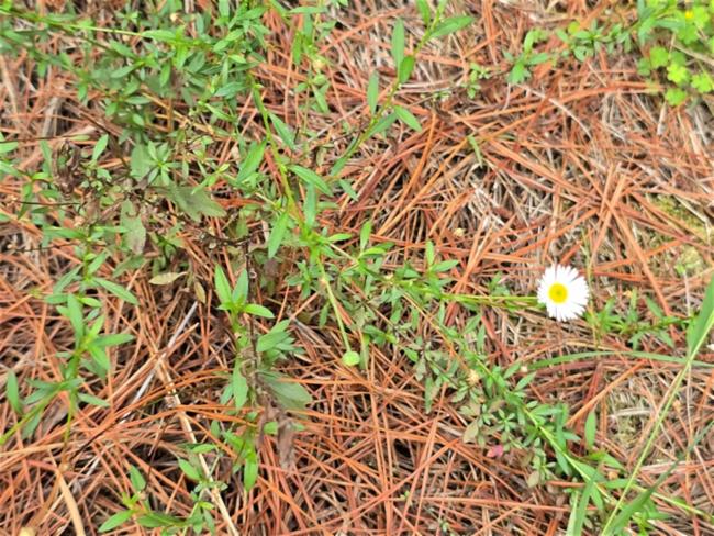 Erigeron karvinskianus (Mexican Fleabane) (alternate view 11)