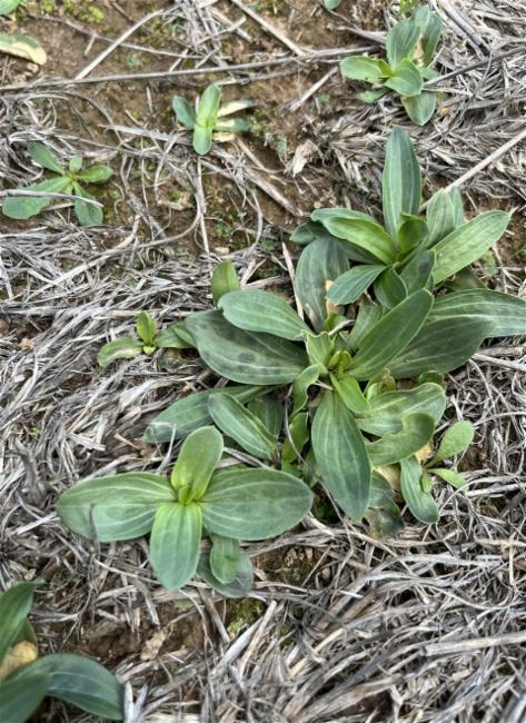 Centaurium (Centauries)