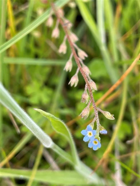 Myosotis (Forget-me-nots)