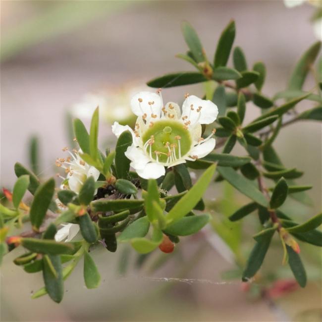 Leptospermum polygalifolium (Tantoon) (alternate view 11)