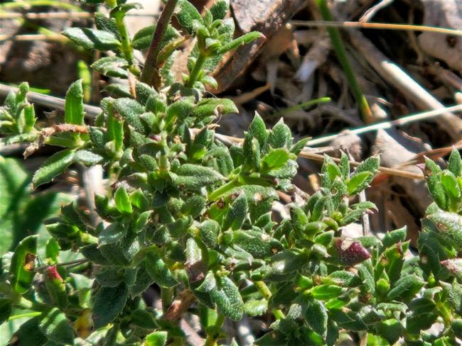 Gonocarpus tetragynus (Common Raspwort) (alternate view 11)
