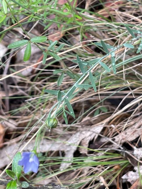 Linum marginale (Australian Flax) (alternate view 10)