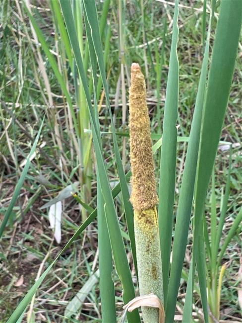 Typha domingensis (southern cattail) (alternate view 7)
