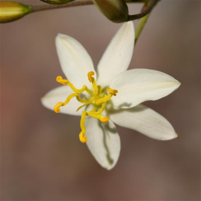 Thelionema caespitosum (Tufted Blue Lily) (alternate view 12)
